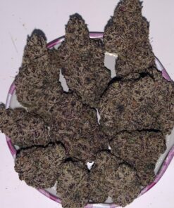 UK Purple Rainbow Strain